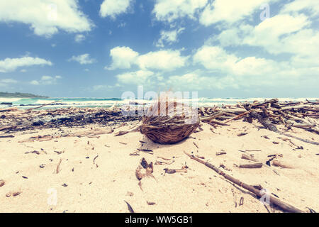 Driftwood sur lonesome beach, Kauai, Hawaii, USA Banque D'Images