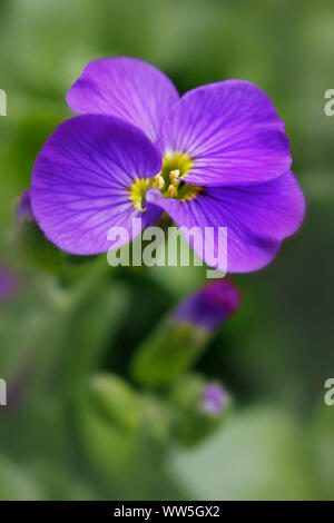 Aubretia, close-up Banque D'Images