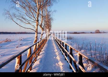 Réserve naturelle près de Bad Buchau Federsee, en Haute Souabe, Bade-Wurtemberg, Allemagne Banque D'Images