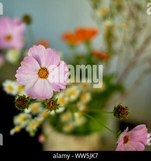 Bouquet de fleurs sauvages.pétales délicats roses. Macro. Style de vie simple. Banque D'Images