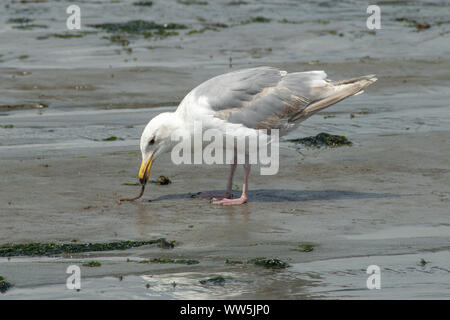 Mouette sur la plage de nourriture, British Columbia, Canada Banque D'Images