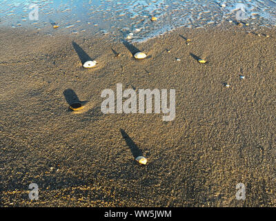 Les coques sur la plage, spa de la mer Baltique, humide Schleswig-Holstein Banque D'Images