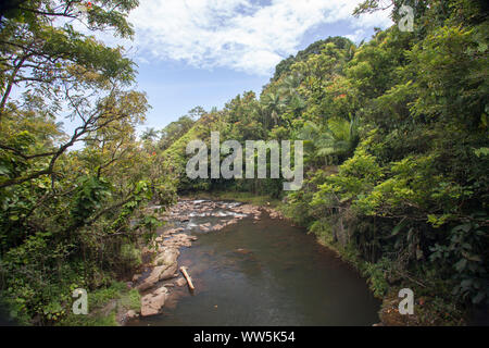 Rivière dans la forêt vierge, Big Island, Hawaii, USA Banque D'Images
