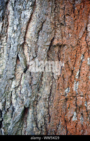 Close-up de l'écorce de la Noyer noir Juglans nigra,, Banque D'Images