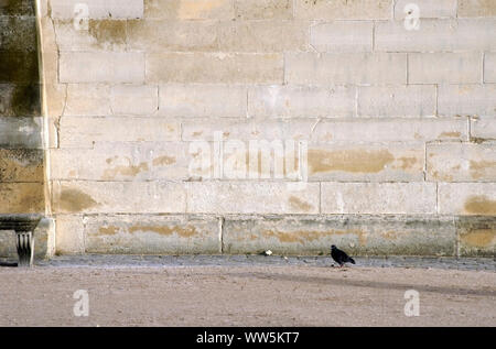 Photographie d'un pigeon en face d'un mur de grès, Banque D'Images