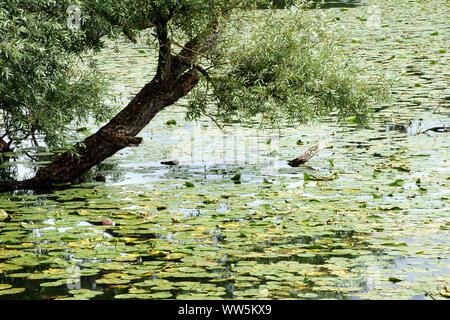 Photographie d'un saule et de nénuphars sur la rive d'un lac, Banque D'Images