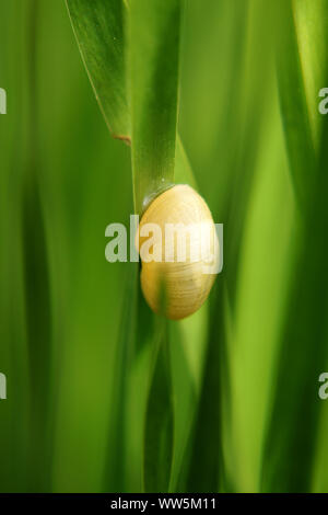 Close-up de la coquille d'un escargot comestible entre les brins d'herbe, Banque D'Images