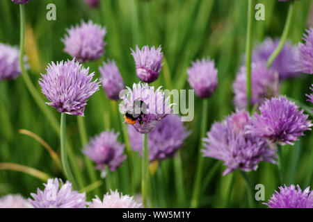 Close-up d'un bourdon sur une fleur de ciboulette, Banque D'Images