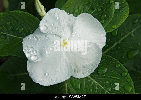 La pervenche, Madagscar pervenche, Catharanthus roseus, Close up de couleur blanche unique culture des fleurs à l'extérieur. Banque D'Images