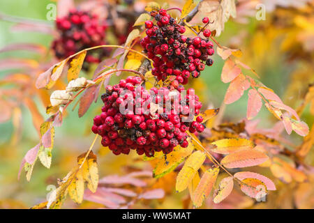 Rowan berries sur une branche aux couleurs de l'automne Banque D'Images