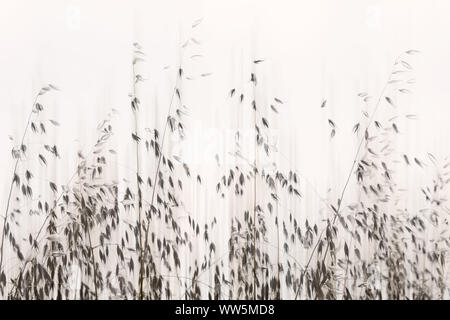 Photographie d'herbes en rétro-éclairage, Banque D'Images