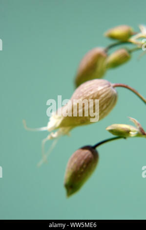 Blurred close-up d'une plante, la silène, Silene vulgaris, fleurs et bourgeons Banque D'Images