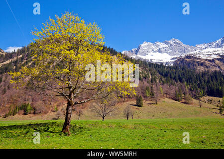 GroÃŸer Ahornboden harewood en fleurs Banque D'Images