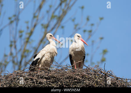 Cigogne blanche, Ciconia ciconia, couple sur son nid Banque D'Images