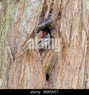 Pic, Dendrocopos major, seul, à la recherche du trou de l'arbre Banque D'Images