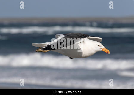 Mouette en vol au varech une mer agitée Banque D'Images