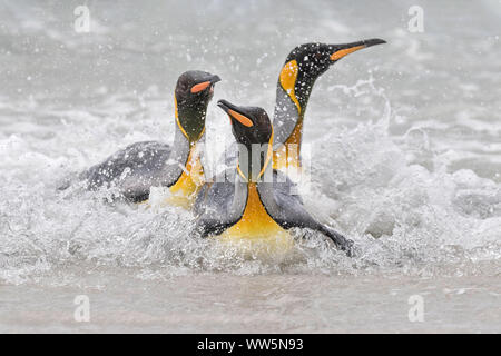 Manchot royal Aptenodytes patagonicus, groupe adultes, à venir à terre, Point de bénévolat, Îles Falkland, Novembre Banque D'Images