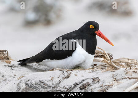 Magellanic Oystercatcher Banque D'Images