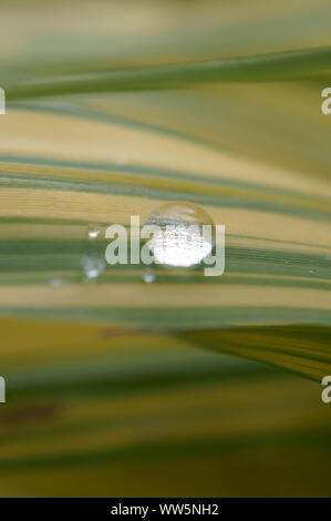 Close-up d'une gouttes d'eau sur feuille, Banque D'Images