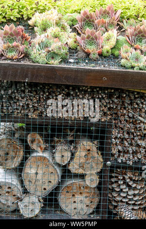 Hôtel d'insectes dans un jardin, succulents sur le toit, la poule et les poussins Banque D'Images