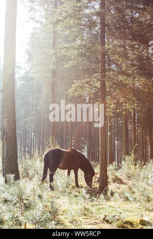 Poney Exmoor dans la forêt de Teutoburg, Banque D'Images