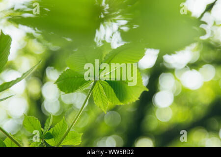 Fresh, vert feuillage marron au printemps soleil, Banque D'Images