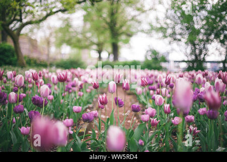 Les tulipes au printemps à Düsseldorf, Banque D'Images