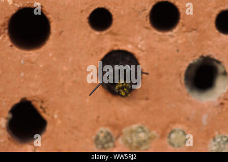 Bumblebee à l'hôtel des insectes, Banque D'Images