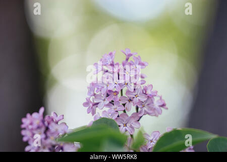 Fleurs lilas en mai, printemps, Banque D'Images