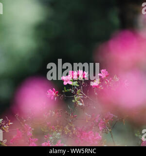 Rhododendrons dans le jardin botanique de Bielefeld, Banque D'Images