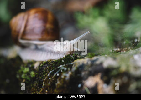 Escargots - escargots après la pluie à la recherche de nourriture, Banque D'Images
