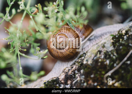 Escargots - escargots après la pluie à la recherche de nourriture, Banque D'Images