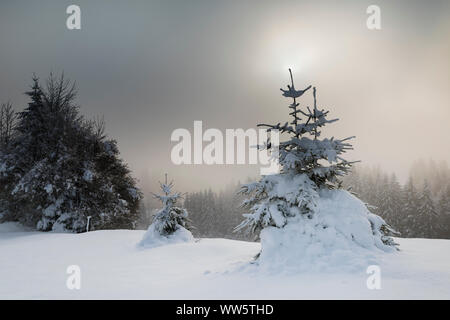 En hiver, le brouillard lever du soleil paysage alpin. En premier plan, arbres en arrière-plan de la forêt de conifères couverts de neige et le soleil se levant dans le brouillard. Banque D'Images