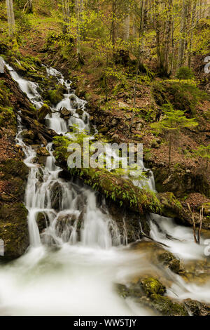 Josefstal cascade au Schliersee dans les Alpes bavaroises avec un tronc battu couverte de jeunes arbres et de fougères. Banque D'Images