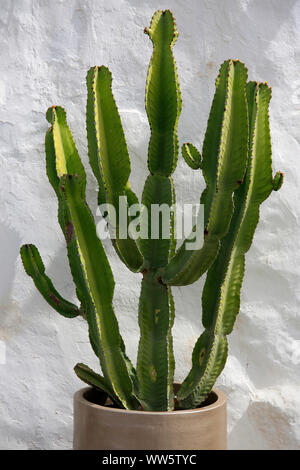 Arbre candélabre (Euphorbia candelabrum) en face de mur blanc Banque D'Images
