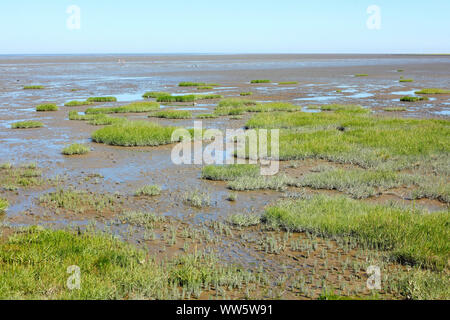 La mer des Wadden à marée basse avec de l'herbe, Kragerø, Dorum, Basse-Saxe, Allemagne, Europe Banque D'Images