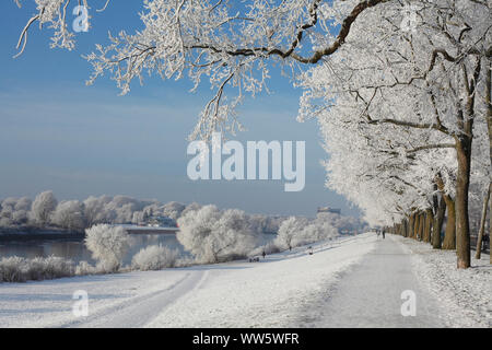 Les arbres recouverts de givre au Osterdeich sur la Weser, Bremen, Germany, Europe Banque D'Images