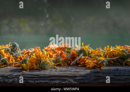 Fleurs de souci (Calendula officinalis) pour les médicaments sont séchées sur l'ancienne fenêtre. Le Calendula ou fleurs de souci sont plante annuelle, des herbes Banque D'Images