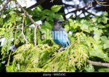 Le Geai de Steller, le Geai bleu (Cyanocitta stelleri), Songbird Banque D'Images