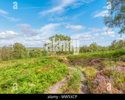 Un chemin serpente dans dewbse à flanc de fougères et de bruyère, de bouleaux et de l'argent passé au cours de la campagne du Derbyshire. HDR, High Dynamic Range, image. Banque D'Images