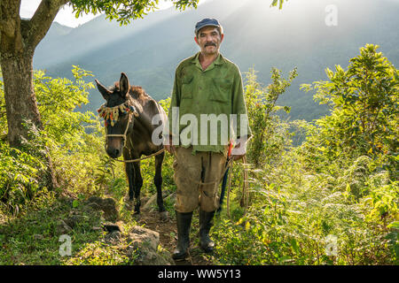 Un fermier debout dans le soleil du matin, il dirige son mulet pour travailler, paysage dans les montagnes de la Sierra Maestra Banque D'Images