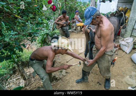 Les sabots d'une mule sont ferrés sur une petite ferme dans les montagnes de la Sierra Maestra Banque D'Images