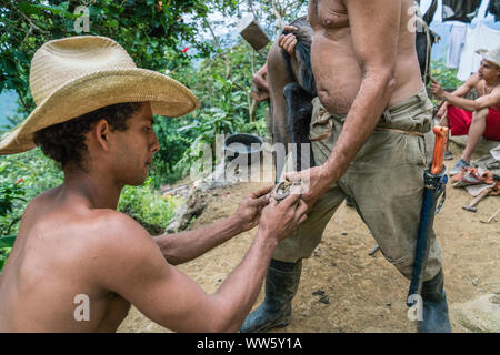 Les sabots d'une mule sont ferrés sur une petite ferme dans les montagnes de la Sierra Maestra Banque D'Images