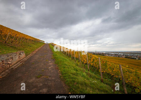 Chemin par couleur d'automne dans le vignoble de la région de Rheingau avec Rhin dans l'arrière-plan, Allemagne Banque D'Images