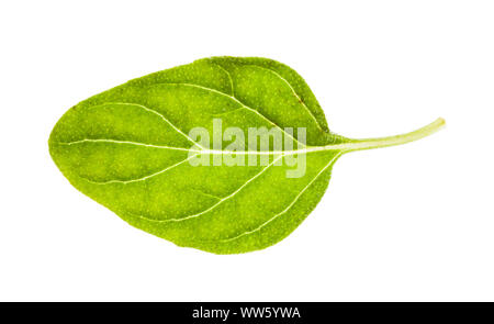 Feuilles d'origan frais herb isolé sur fond blanc Banque D'Images