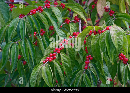 Chèvrefeuille Lonicera maackii, de l'Amur, masse de petits fruits rouges de plus en plus à l'extérieur. Banque D'Images