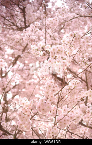 Les fleurs rose tendre de l'Higan cherry, Prunus subhirtella, au printemps, Banque D'Images