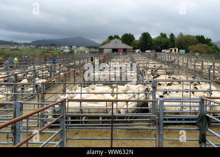 Portree, Écosse, Royaume-Uni - 26 août 2019 : Les agneaux et les brebis soumises à enchères à Portree, île de Skye, en Ecosse. Banque D'Images