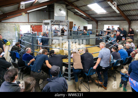Portree, Écosse, Royaume-Uni - 26 août 2019 : Les agneaux et les brebis soumises à enchères à Portree, île de Skye, en Ecosse. Banque D'Images