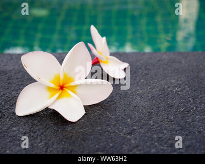 Plumeria fleurs sont placés sur le bord de la piscine. Banque D'Images